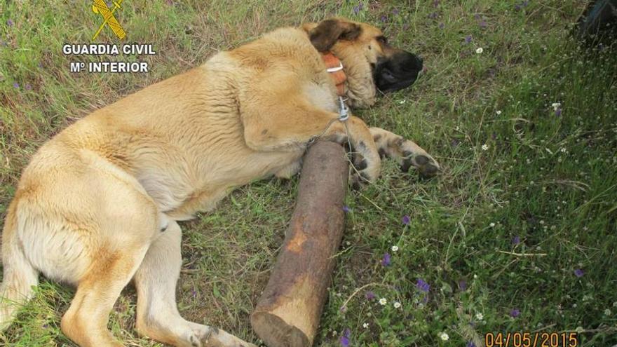 Imputan a dos personas de Miajadas por maltrato animal a un perro