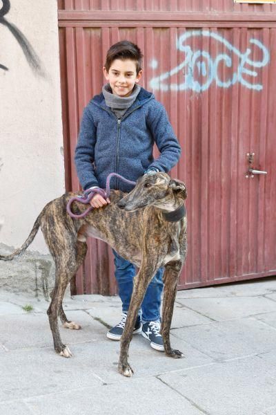 Los perros gobiernan por san Antón en Zamora