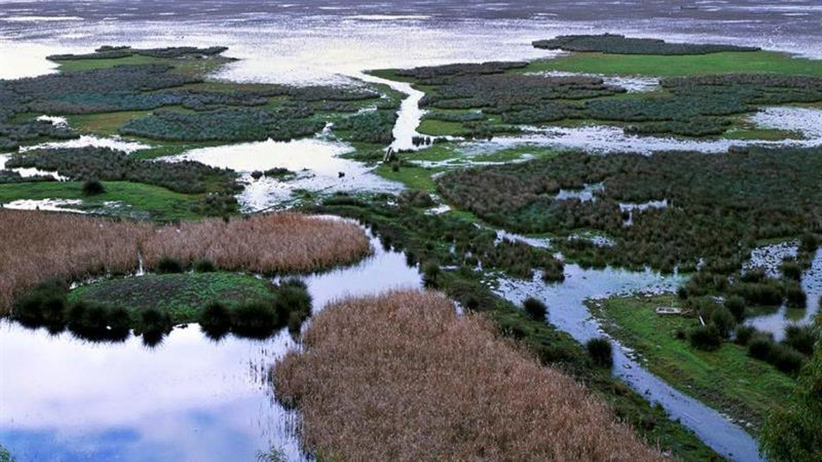 POLÉMICA DESLINDE DOÑANA | Clamor contra el deslinde de Doñana aprobado por el Gobierno: «Amenaza su futuro y contradice a la ciencia» POLÉMICA DESLINDE DOÑANA | Clamor contra el deslinde de Doñana aprobado por el Gobierno: «Amenaza su futuro y contradice a la ciencia»