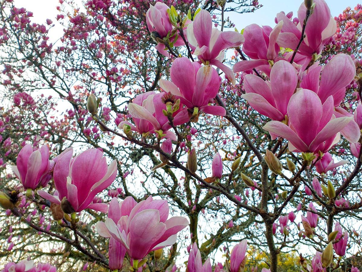El mayor espectáculo del invierno florece en Castrelos
