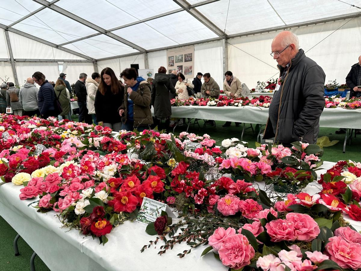 En imágenes: las camelias arrasan en Luarca