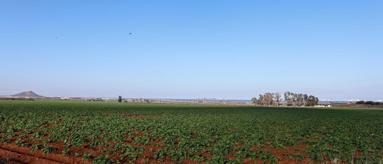 Terreno próximo a Los Nietos, donde se proyecta un área de renaturalización.