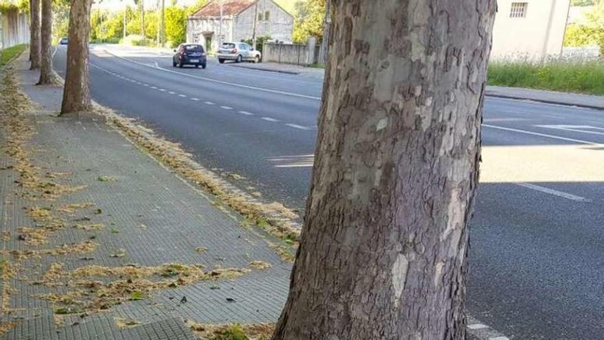 Acera levantada por las raíces de árboles, en A Barcala.