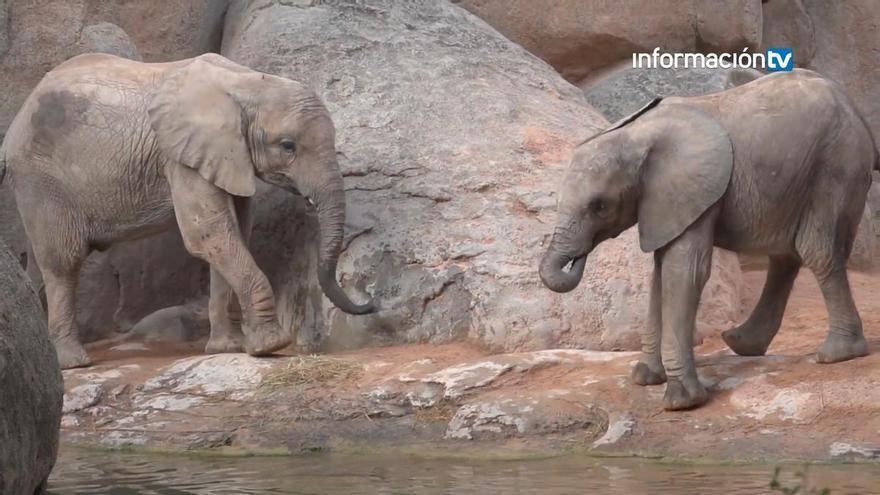 BIOPARC Valencia celebra su 18º aniversario reconocido internacionalmente como modelo de ocio “con causa”