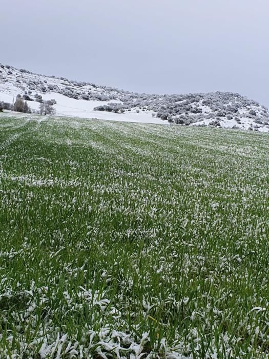 Nieve en Venialbo