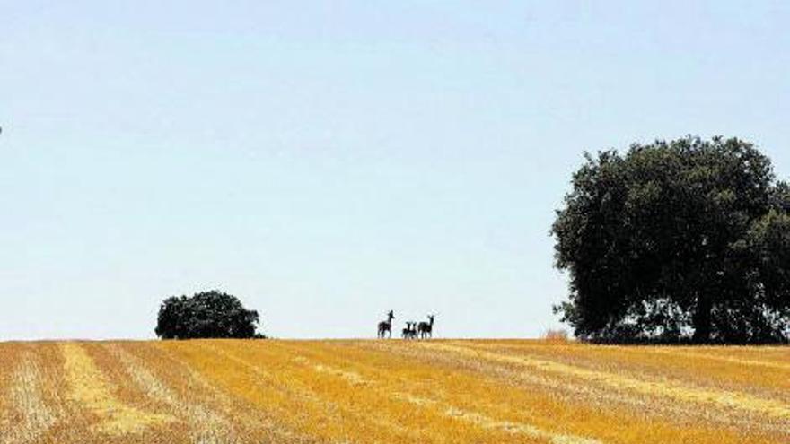 Ciervos con gusto por las gachas en Zamora