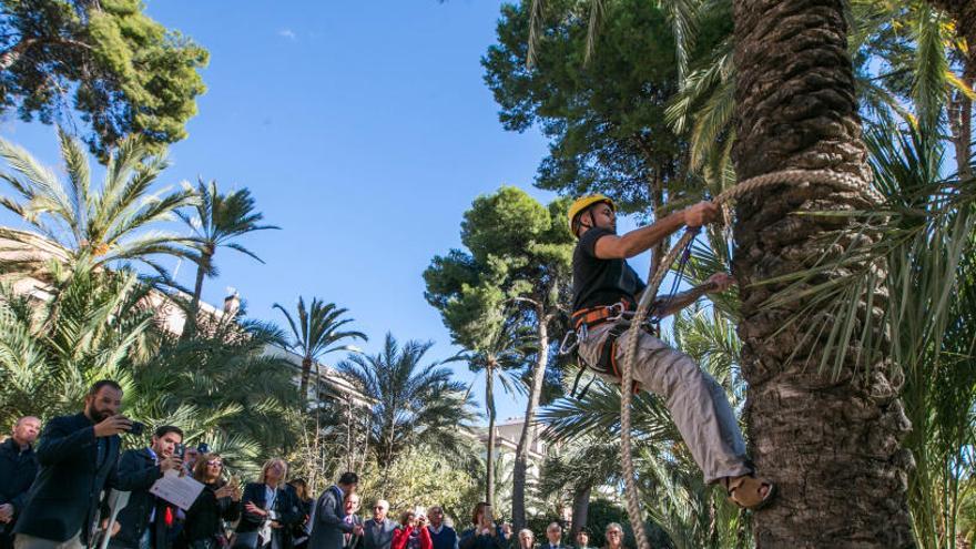 Trepa de palmera en el Palmeral de Elche