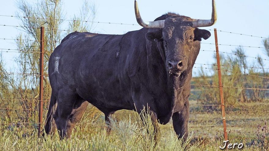 Un hombre de 71 años resulta herido muy grave tras recibir tres cornadas en los Sanjuanes de Coria