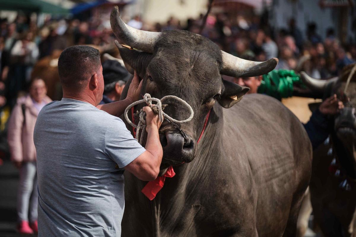 Imagen de archivo de una feria de ganado celebrada en Tenerife.