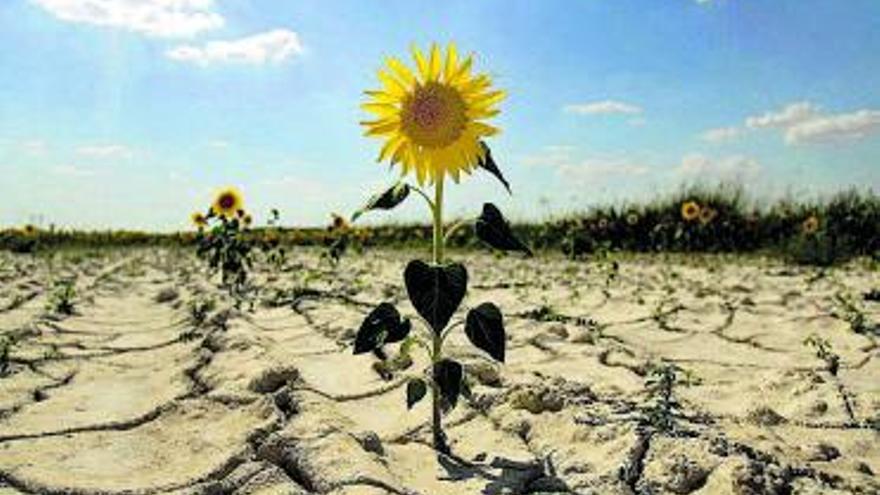 Un terreno afectado por la sequía en España. |  // P. ARMESTRE