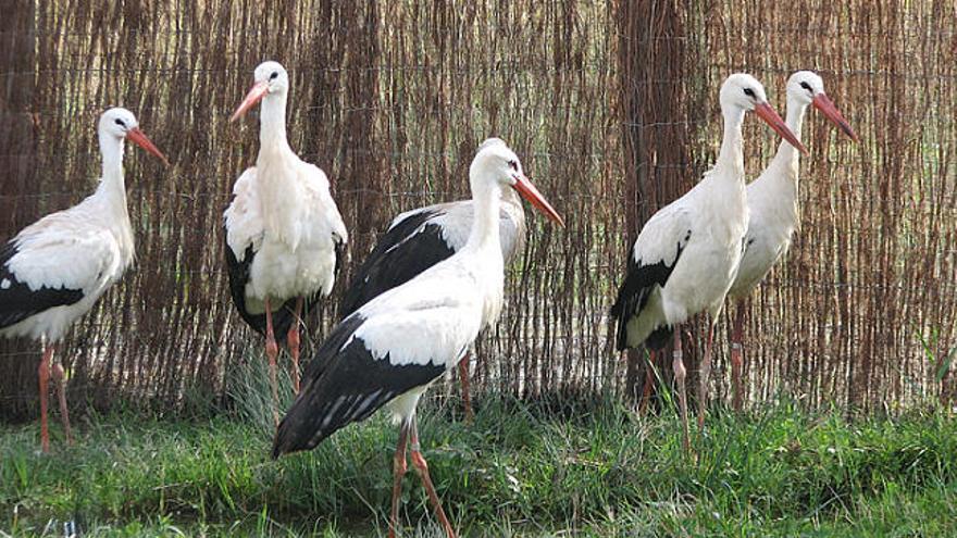 Les cigonyes blanques van arribar al Pla de l&#039;Estany ahir al matí.