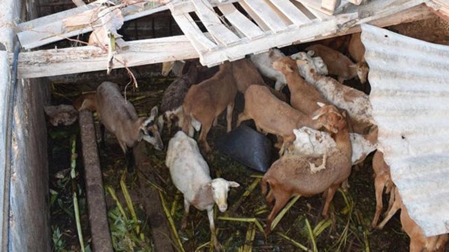 Investigado por mantener en condiciones deplorables a unos animales en La Palma