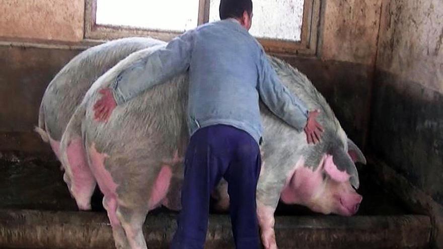 La Xina cria porcs gegants de la mida d&#039;óssos polars davant l&#039;escassetat de carn
