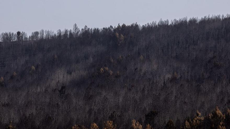 Incendios en Zamora | 60 horas de pánico