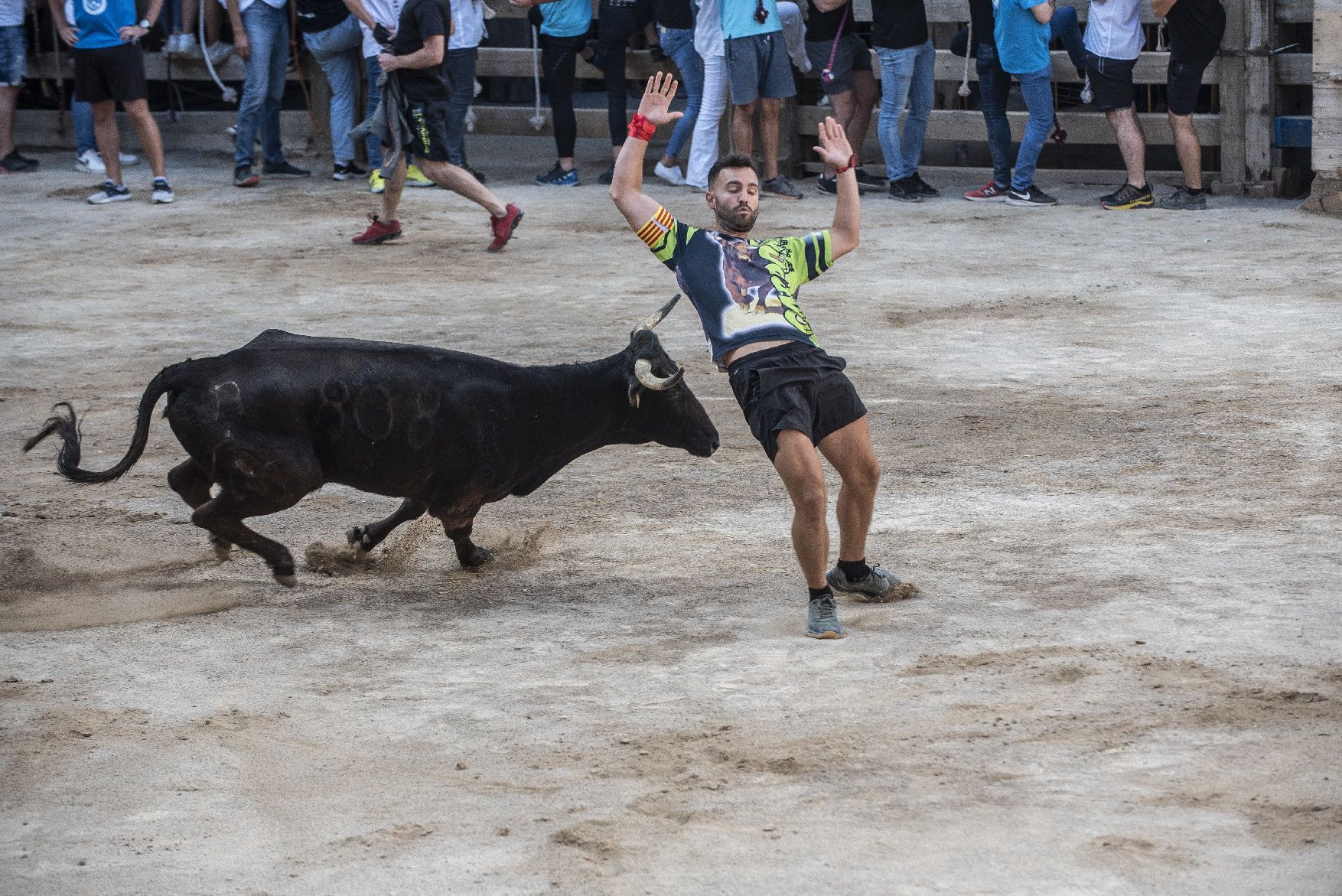 Corre de bous de Cardona