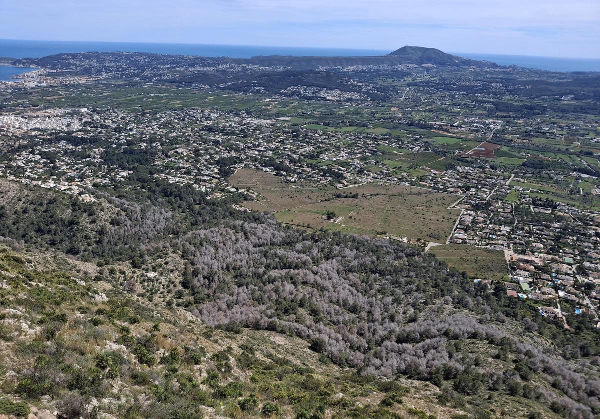 El estrago medioambiental ocasionado por la sequía y las plagas en la ladera del Montgó de Xàbia