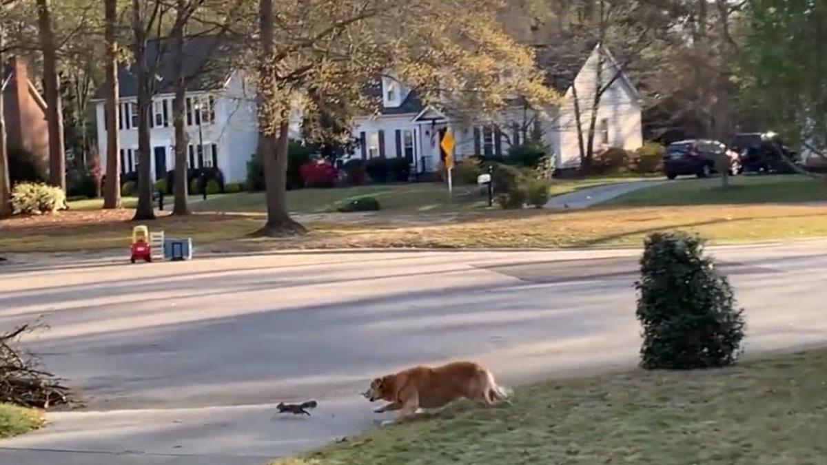 Una ardilla escapa de un Golden retriever