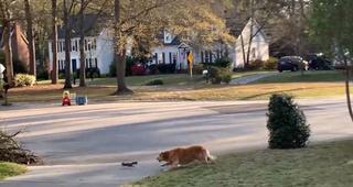 Vídeo: así escapó milagrosamente una ardilla del ataque de este Golden retriever