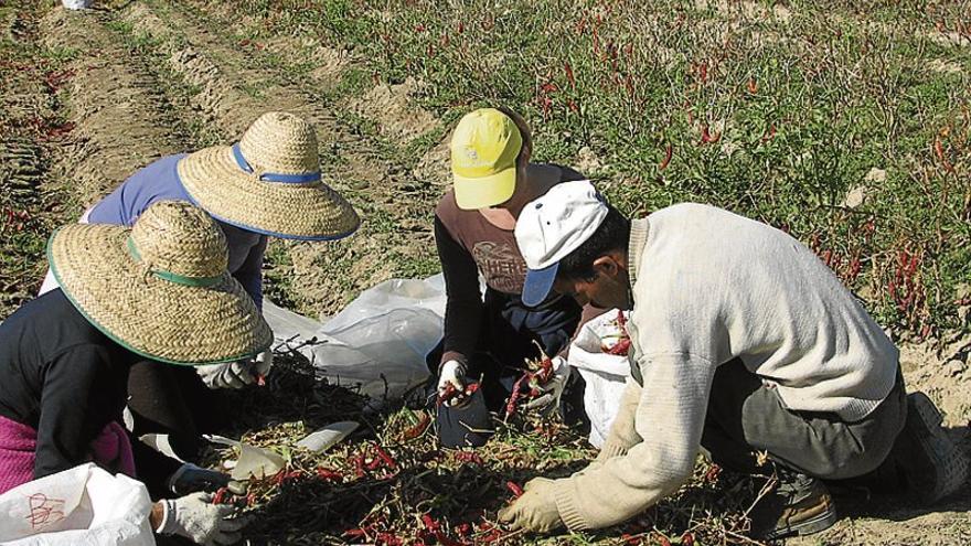 Aprobadas las ayudas para el secado tradicional de pimiento