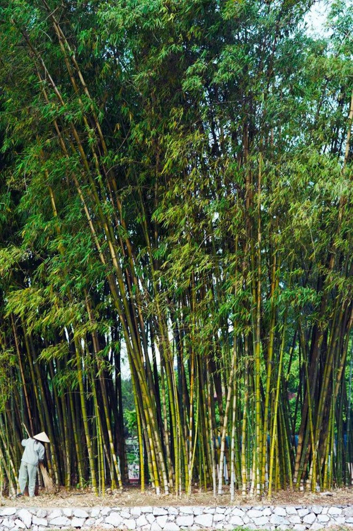 Pequeño bosque de bambú en el Mausoleo de Ho Chi Minh.