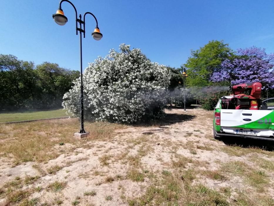 El Ayuntamiento despliega un plan de choque contra los mosquitos que este año es más intensa tras un largo periodo de lluvias primaverales que ha anegado las orillas de la laguna de Torrevieja