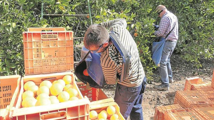 Asaja considera que los cítricos cotizan por debajo de lo que sería deseable