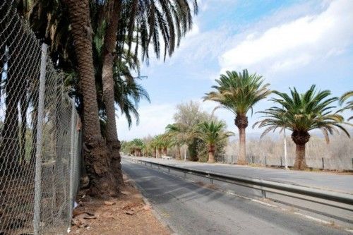 Mal estado de las Palmeras en el Oasis de Maspalomas y el Parque Tony Gallardo