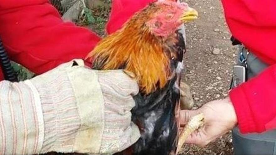 Dos personas sostienen a un gallo herido, rescatado en una operación policial.