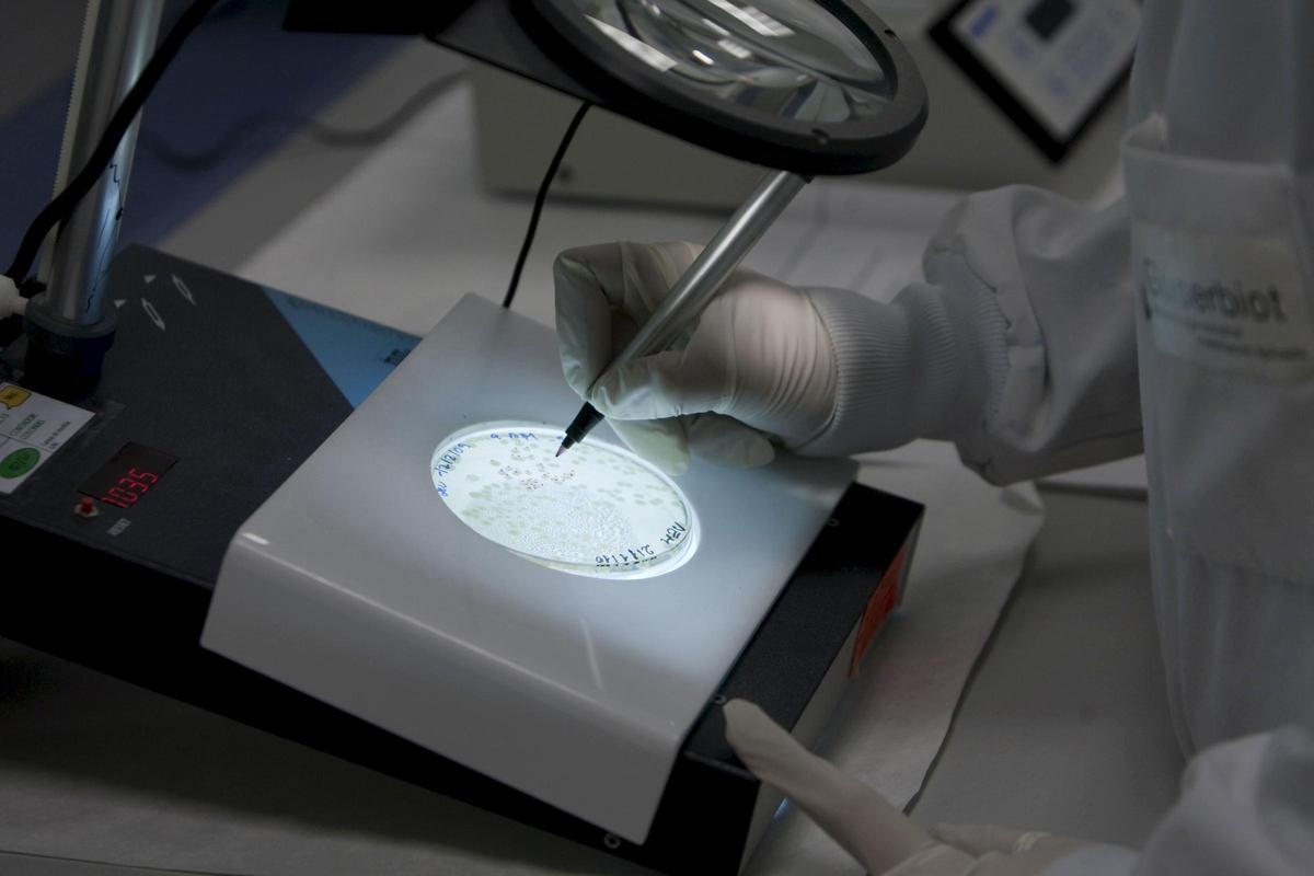 Un científico analizando bacterias en un laboratorio en una imagen de archivo.