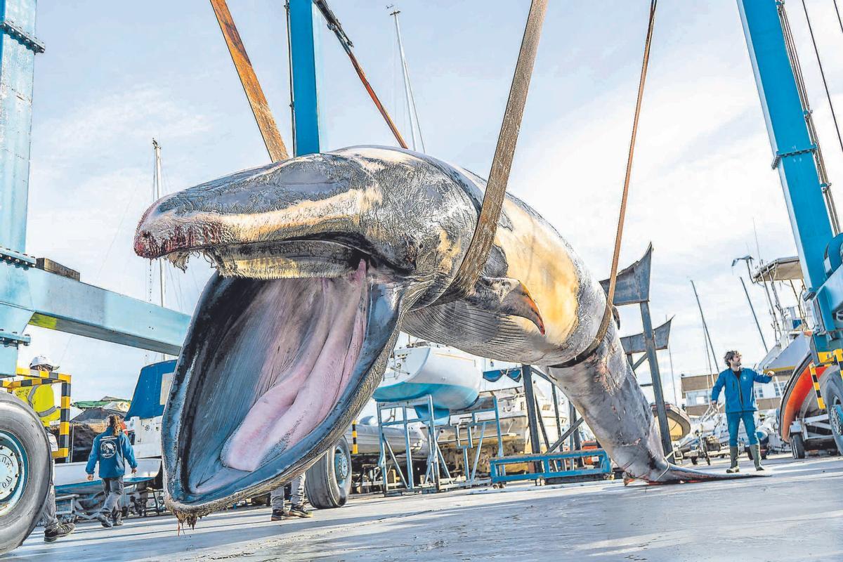 El rorcual común de 9 metros, tras ser sacado del agua.