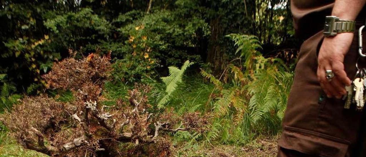 El ejemplar de texu que se recupera en el Botánico.