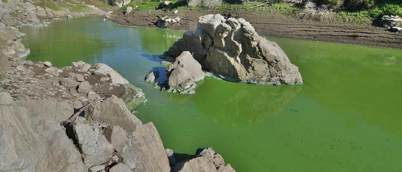 Agua teñida de verde por la presencia de las cianobacterias.
