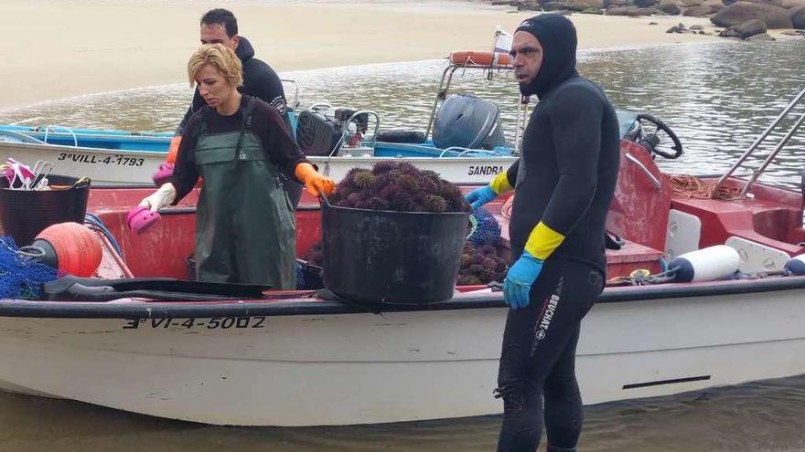 Descarga de erizo en el puerto de Pedras Negras. // M.M.