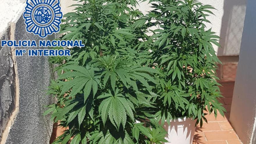 Arrestado después de hallar 11 plantas de marihuana en su casa