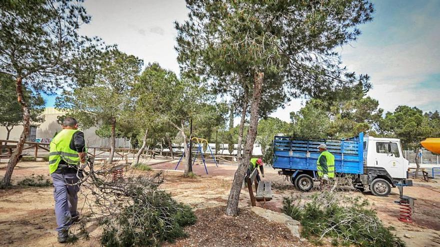 Operarios municipales, ayer, cortan ramas en algunos pinos que pueblan el Monte de Benejúzar.