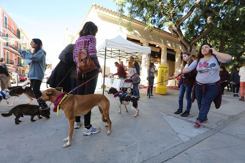 Es Mercat Vell acoge una jornada de adopción responsable promovida por el Centro de Protección Animal de sa Coma.