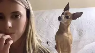Noa, la perrita que entiende y reacciona a cada palabra de su dueña: «Solo le falta hablar»