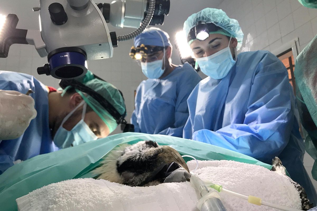 Los profesionales de AMUS realizan la intervención quirúrgica de un ave rapaz.