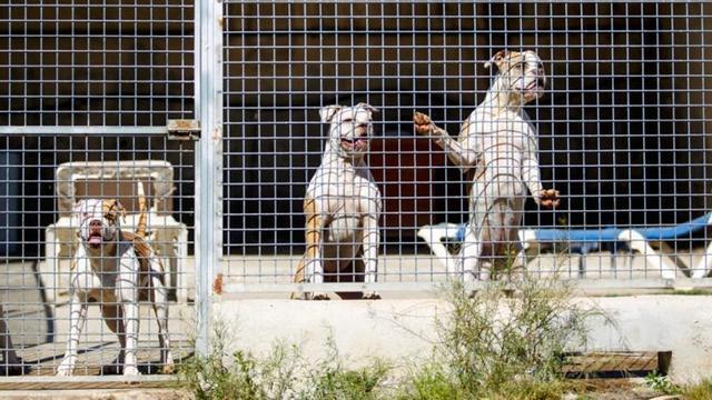 Perros en el Centro de Protección Animal de sa Coma.