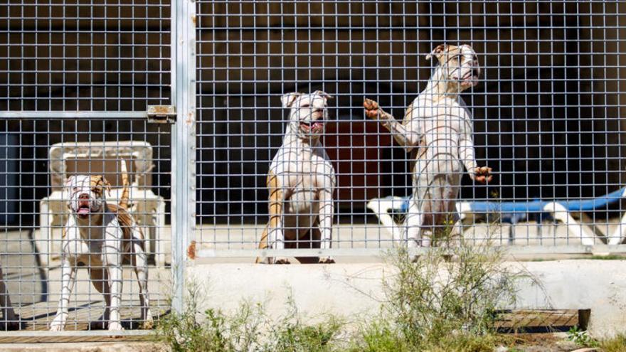 El Centro de Protección Animal de Sa Coma amplía su servicio veterinario -  Diario de Ibiza