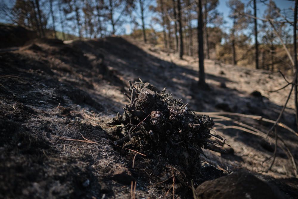 Los efectivos no han cesado en la misión de extinguir el fuego.