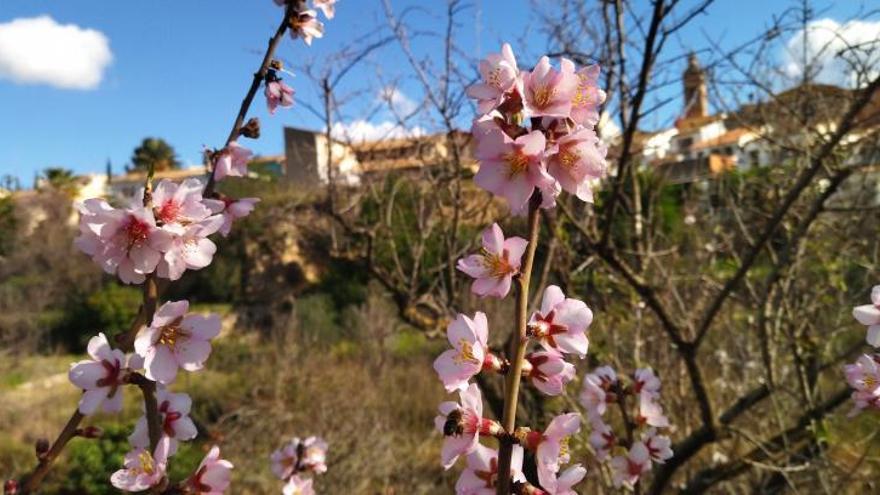 Alcalalí recupera el festival de los almendros en flor | A. P. F.