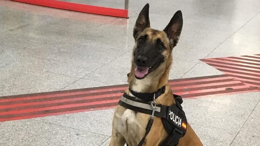 Laika, perra de la Unidad Canina K-9.