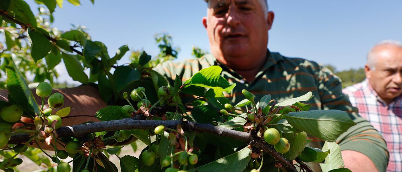 Un agricultor observa las cerezas dañadas por el granizo en el término municipal de Planes.