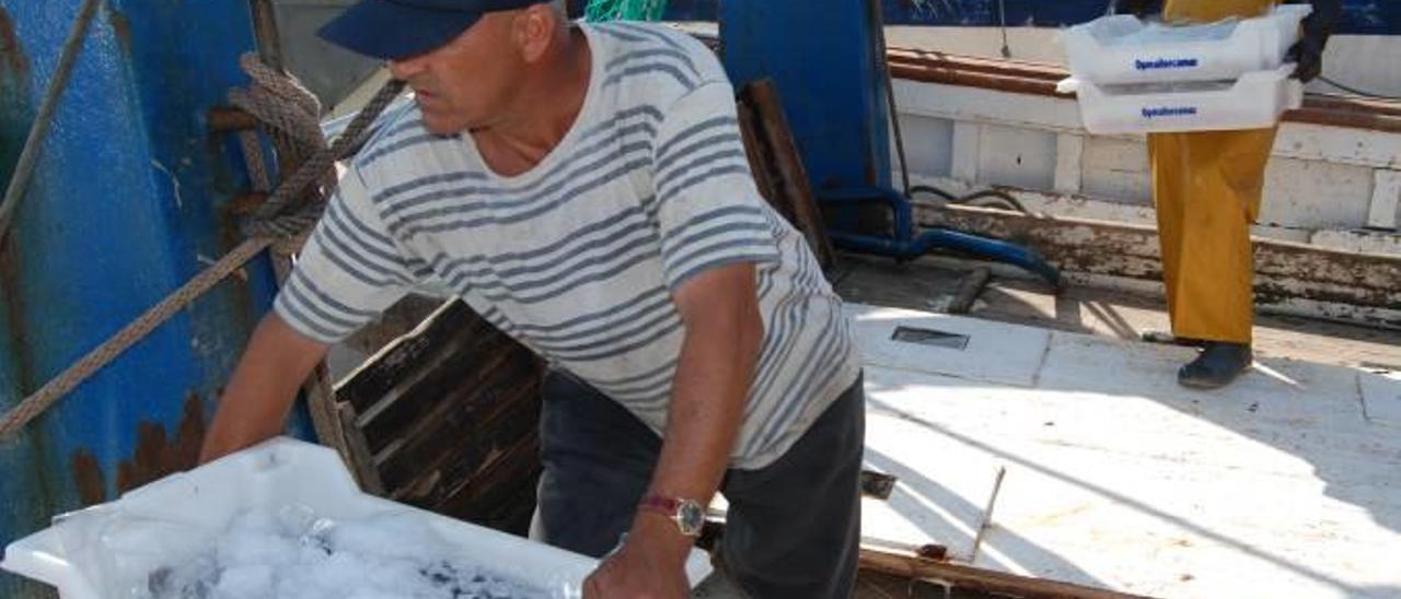 Pescadores de arrastre de Alcúdia descargando el producto de una jornada de trabajo.