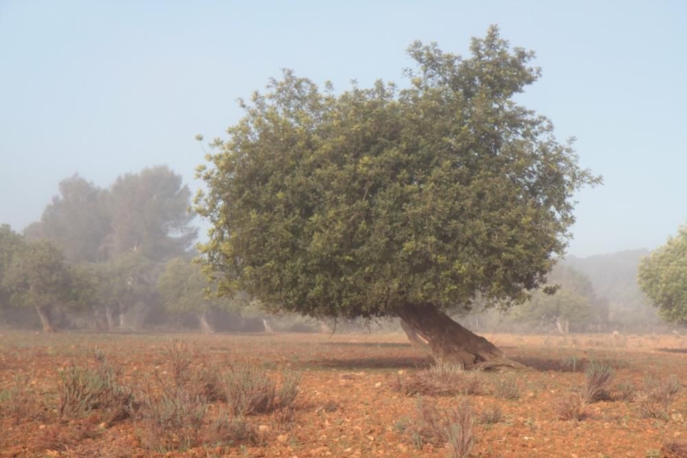 Nebel in der Inselmitte