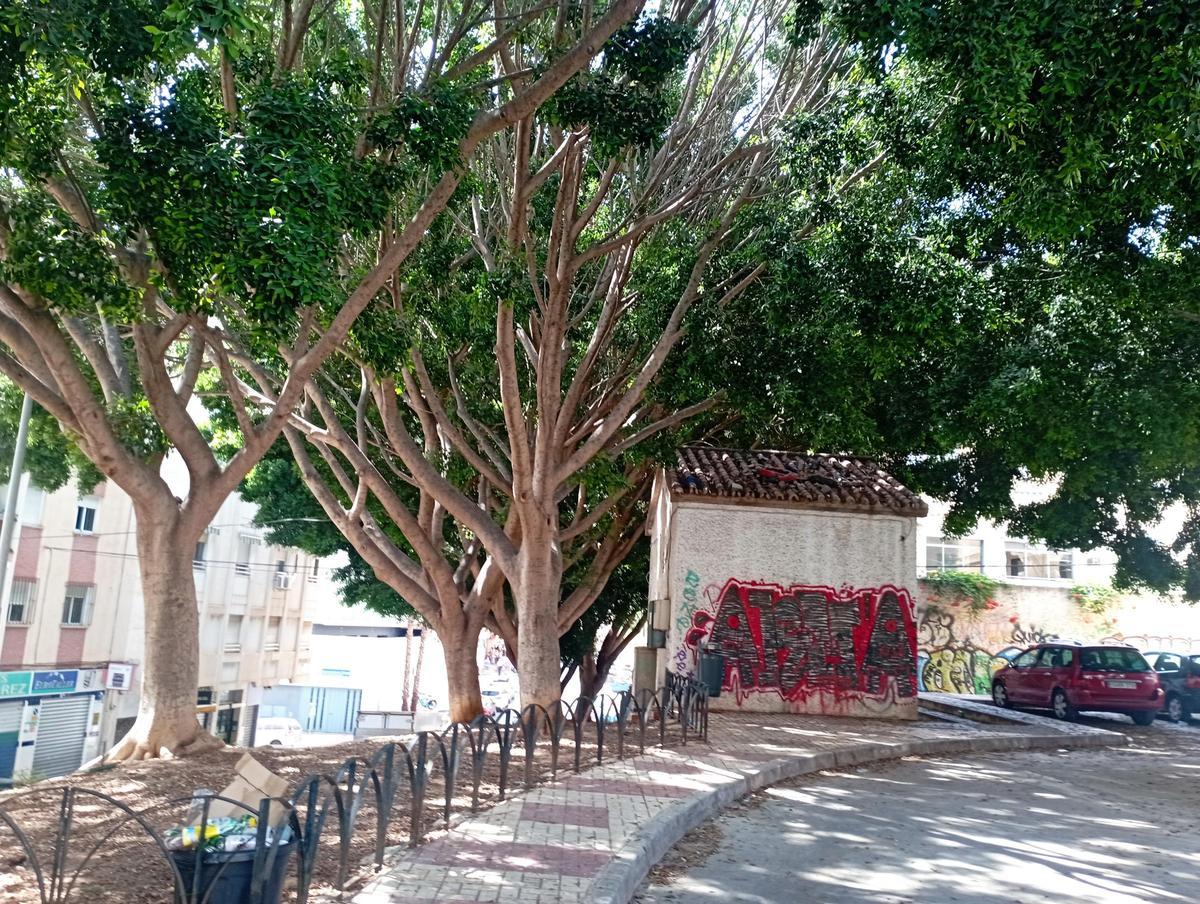 Detalle de los ficus.