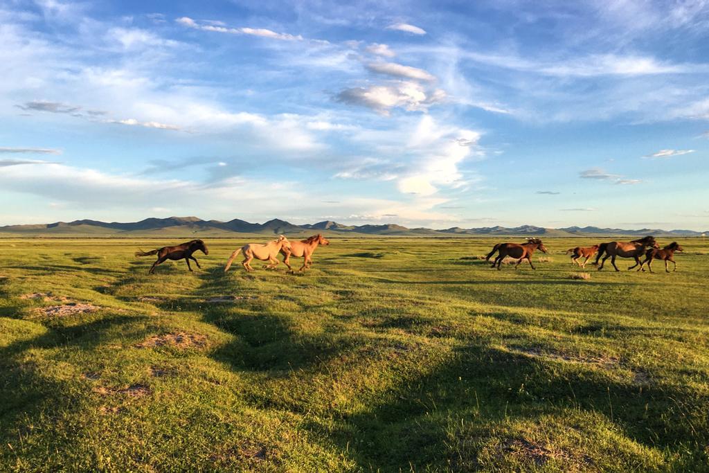 Caballos salvajes en las llanuras de Mongolia