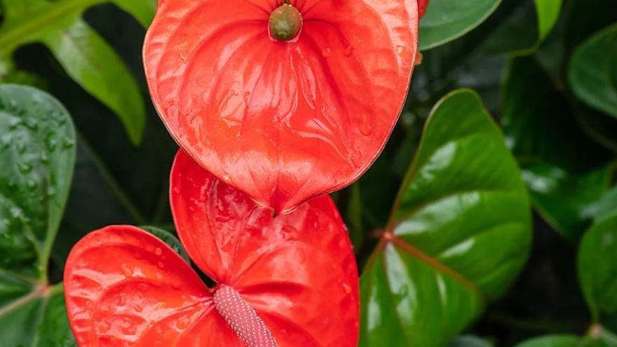 El Anthurium naranja es ideal para decorar tu casa en Halloween.