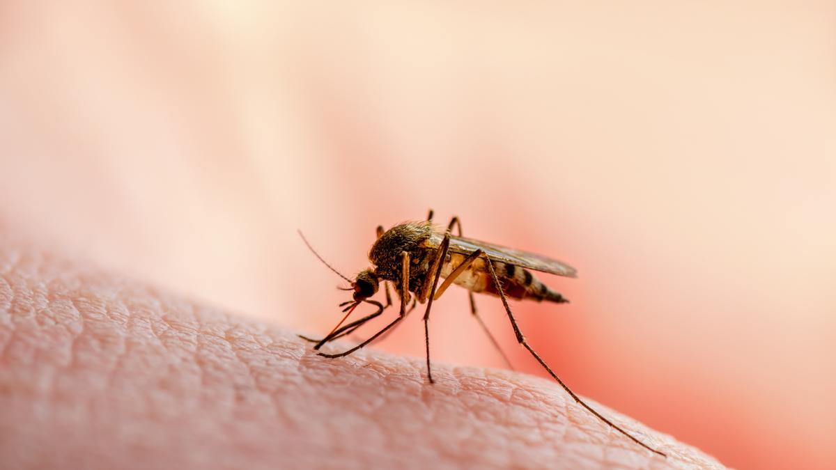 ¿Por qué pican los mosquitos más a unas personas que a otras? Investigadores destapan las causas.